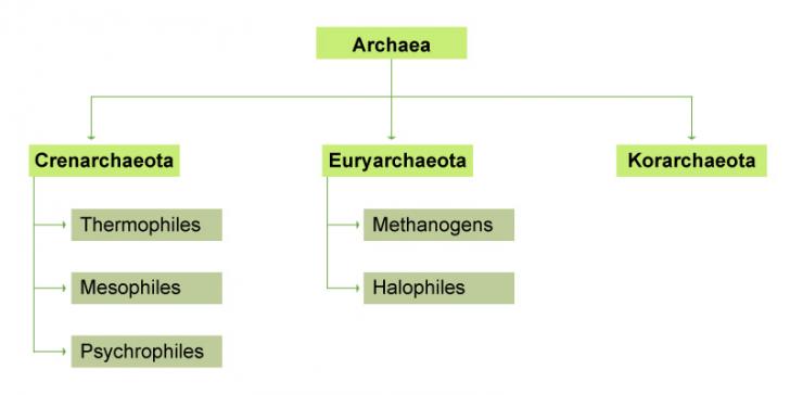types-of-archaea
