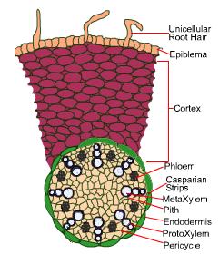 Monocot root(maize) with internal tissues organization