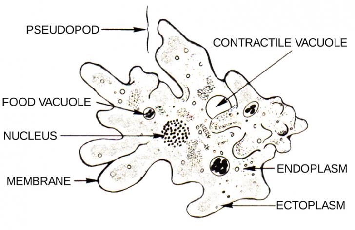 labelled-diagram-of-amoeba