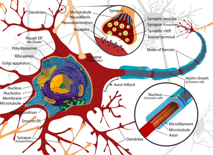 neuron tissue