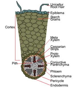 anatomy of dicot root gram
