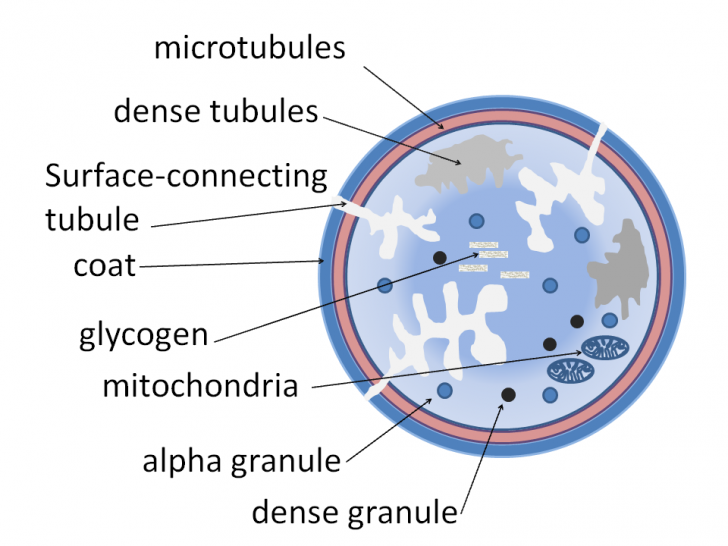 platelets thrombocytes