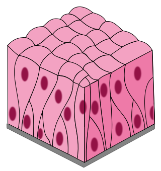 pseudostratified epithelium diagram