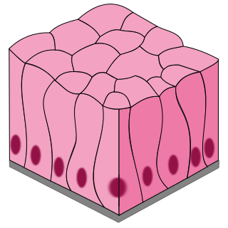 simple columnar epithelium