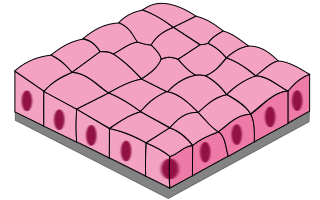 simple cuboidal epithelium