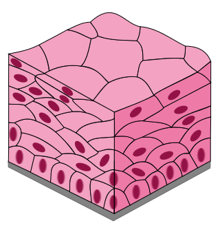 stratified squamous epithelium diagram