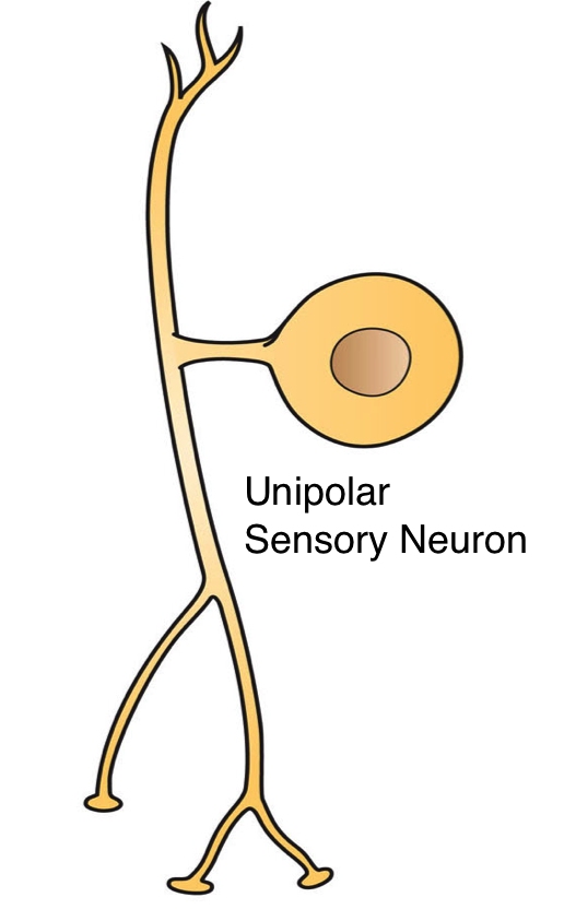 unipolar sensory neuron