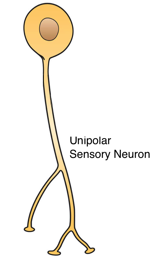 unipolar sensory neuron
