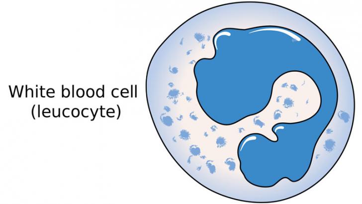 white blood cell parts