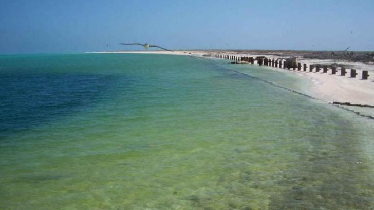 algal bloom on ocean