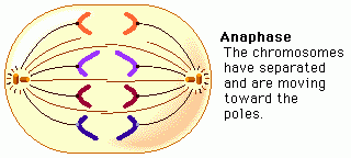 Anaphase