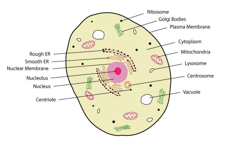 Eukaryotic Cell Structure - Sciencetopia