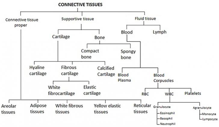 connective tissue