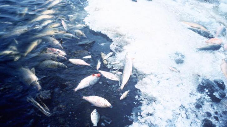 dead fish due to water pollution