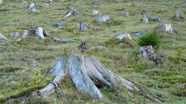 Deforestation is one of the big contributor to climate change.