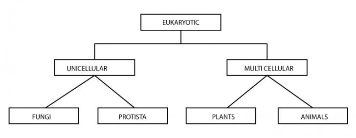 types-of-eukaryotes