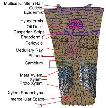 Microscopic structure of transverse section of sunflower flower