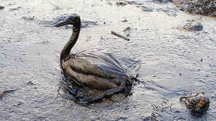 water pollution effects on animals and plants