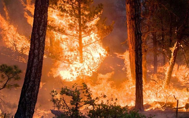 Forest fire, causes of air pollution