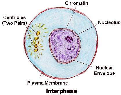 Interphase is called resting phase of cell