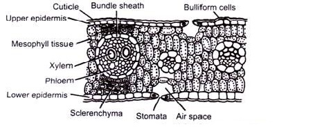 traverse section of maize leaf