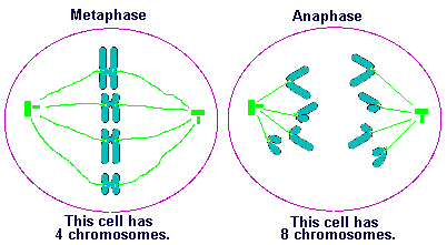 Metaphase and Anaphase