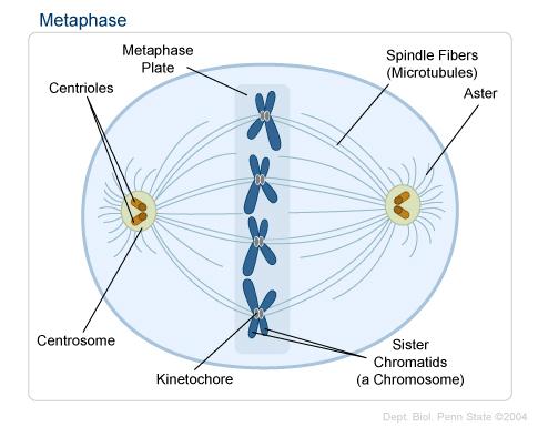 Metaphase