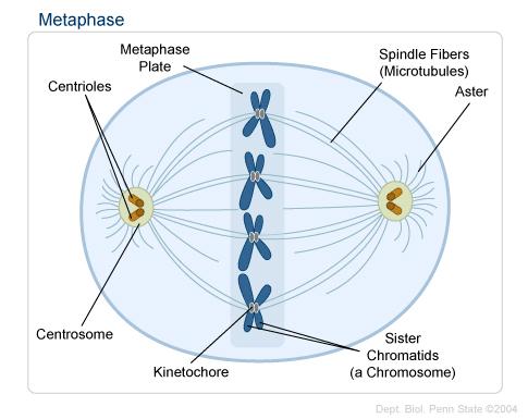 Cell Division Metaphase Simply Explained Understanding DNA 