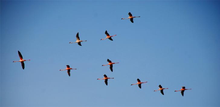 migratory birds