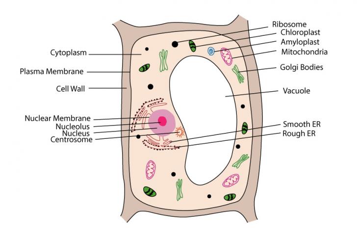 Eukaryotic Cell Structure - Sciencetopia