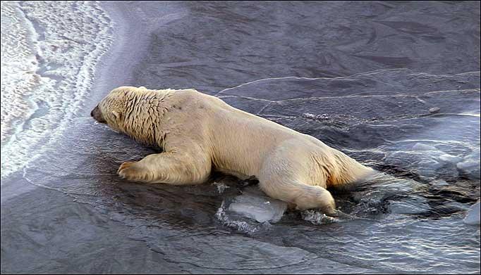 polar bear