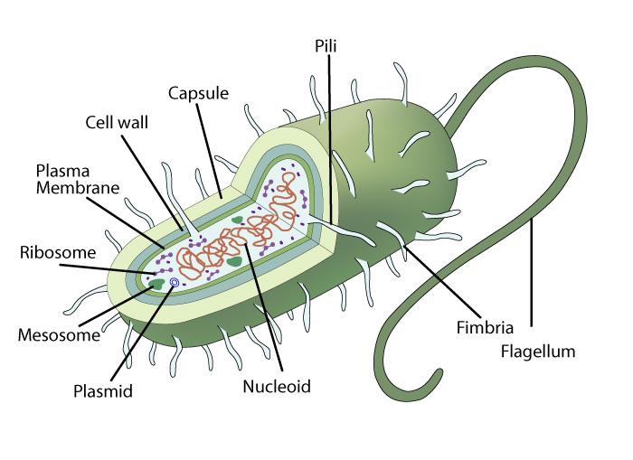 prokaryotic-cell