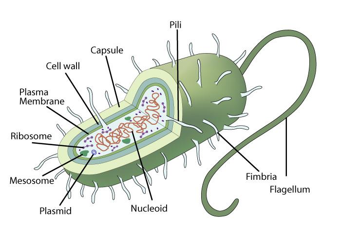 simple prokaryotic cell diagram