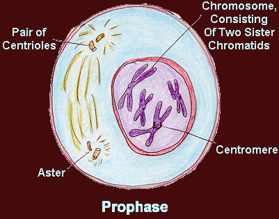 Prophase