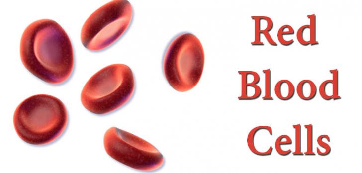 red blood cells