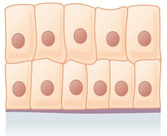Stratified Columnar Epithelium diagram