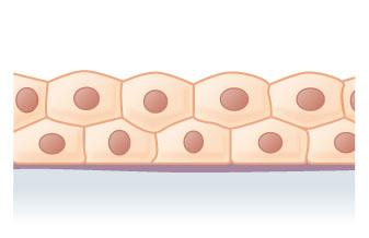 Stratified Cuboidal epithelium diagram
