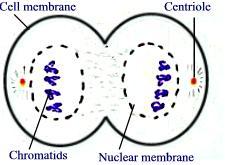 Telophase