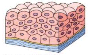 transitional epithelium diagram
