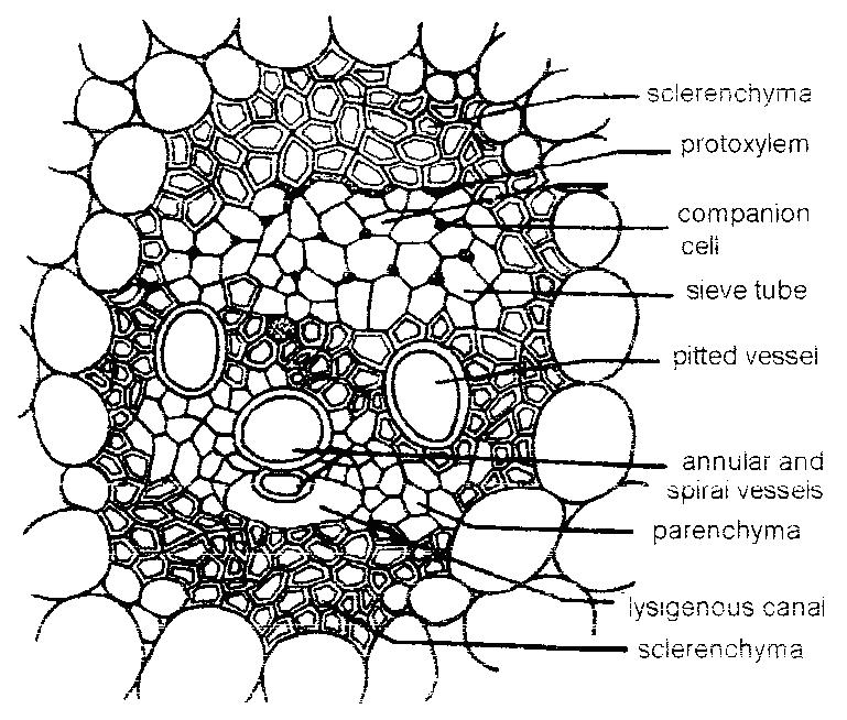 Vascular bundle of monocot plant (maize)