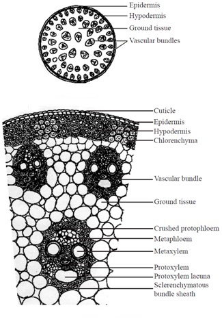 Figure showing transverse section of Internal tissue organization of maize