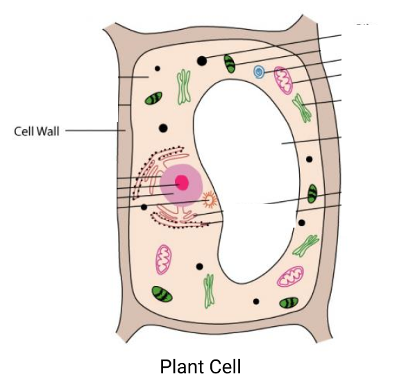 Cell wall in plant cell are rigid.