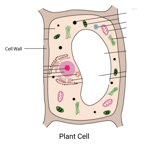 cell wall animal cell