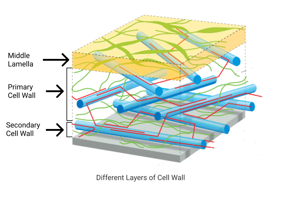 Middle Lamella, Primary and Secondary Cell wall are different layers of cell wall