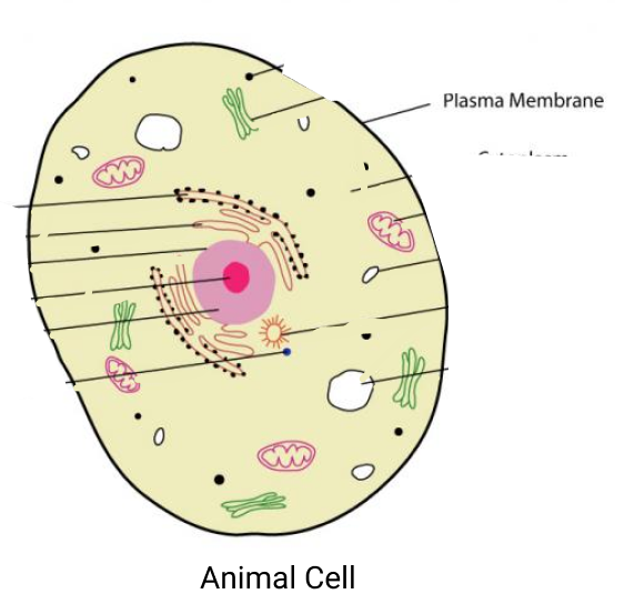 The animal cell doesn't have cell wall, instead it has plasma membrane.