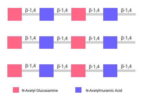 Peptidoglycan is a polymer made up of N-Acetyl Glucosamine and N-Acetyl Muramic Acid