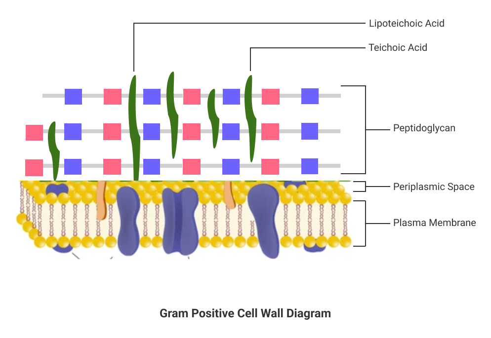 cell wall structure of gram positive cell wall